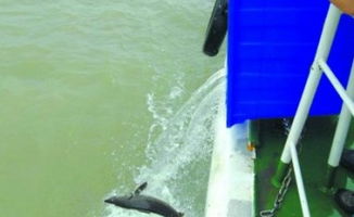 國內(nèi)外水產(chǎn)動(dòng)態(tài)與行業(yè)趨勢(shì) 信息洞察與未來發(fā)展